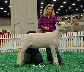 Wyncrest Ewes