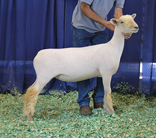 Southdown Ewes